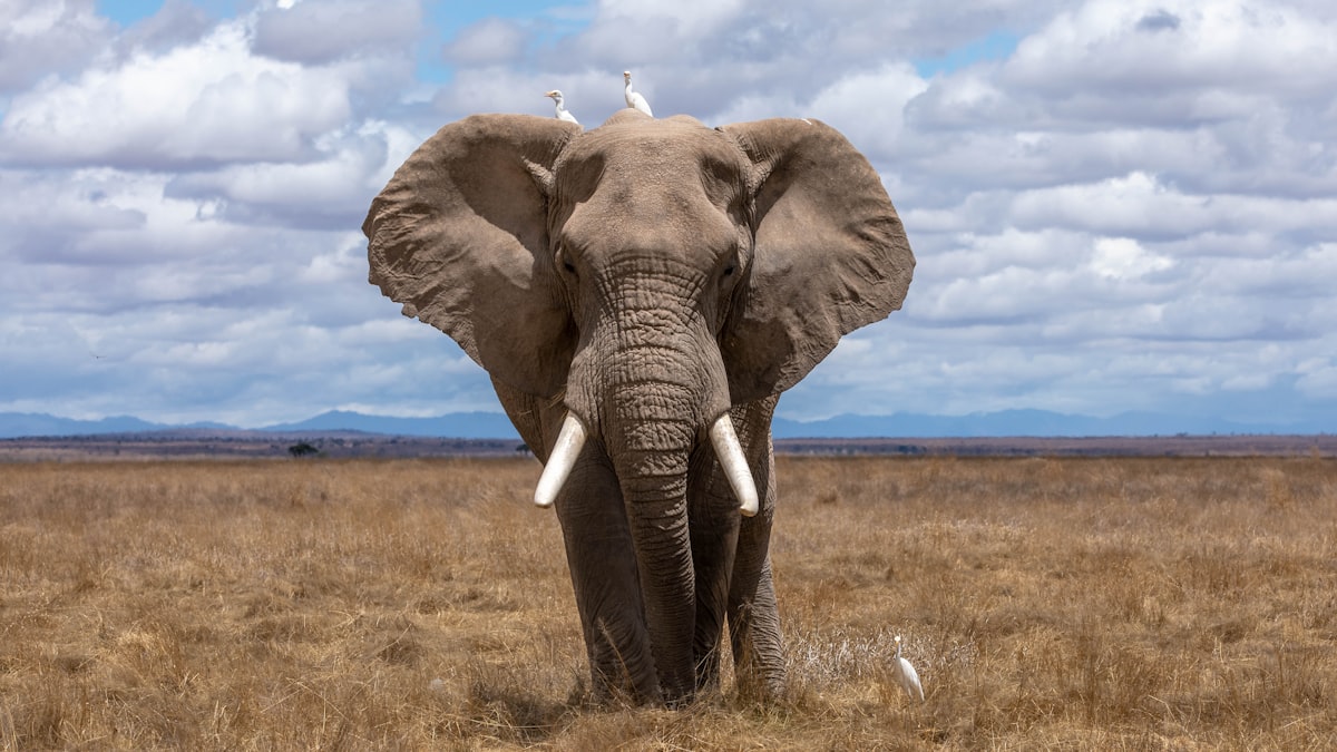 5-Day Elephant Trails & Crater Safari
