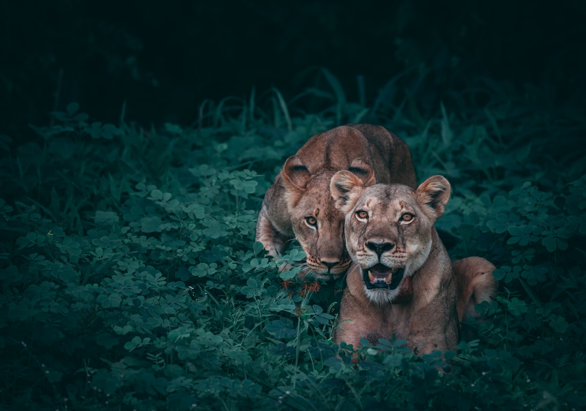8-Day Serengeti Migration Photography Safari