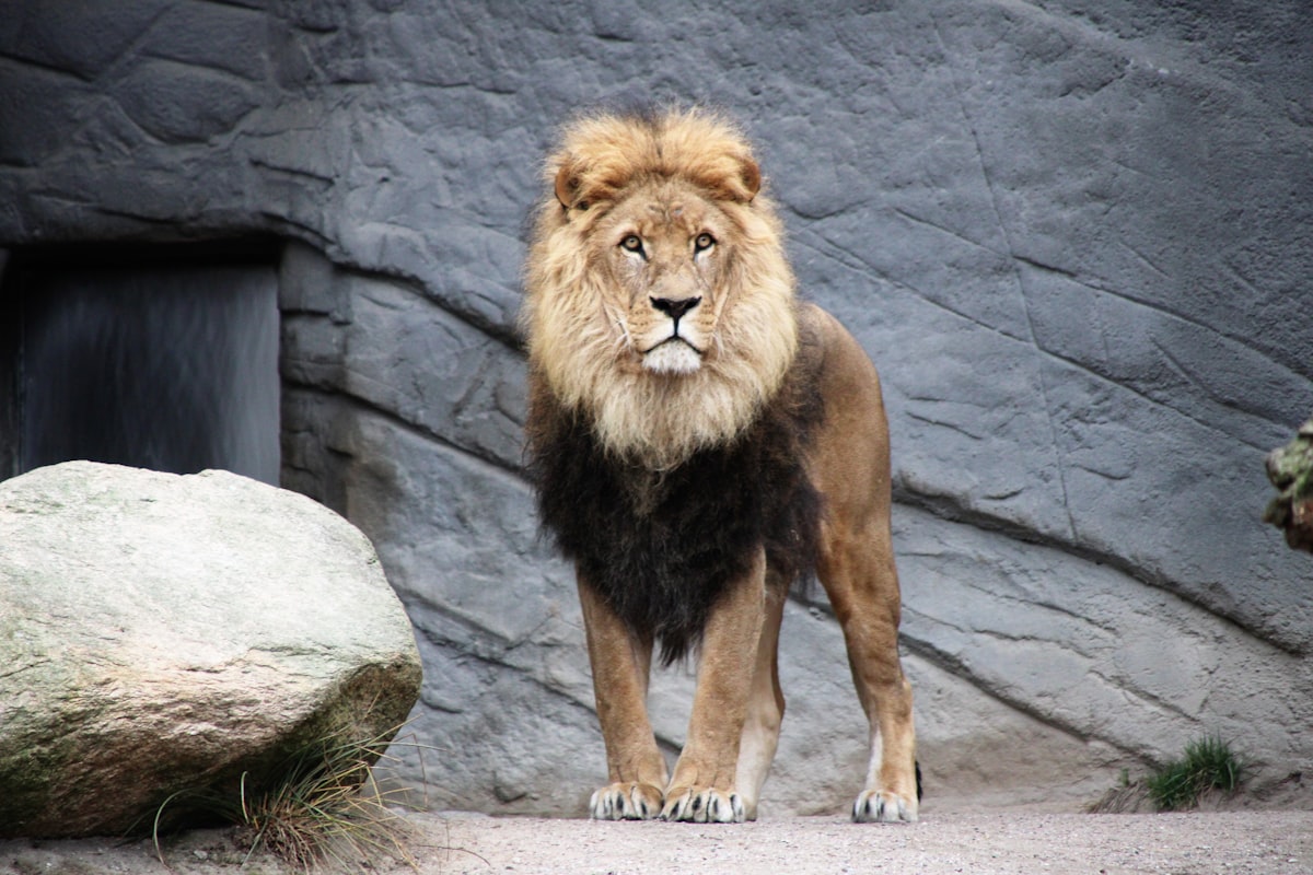5-Day Big Cats of Central Serengeti
