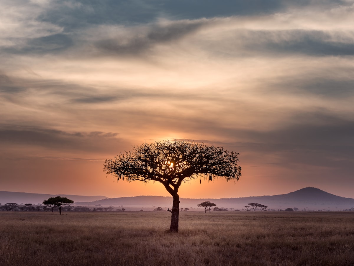 5-Day Luxury Crater & Serengeti Escape