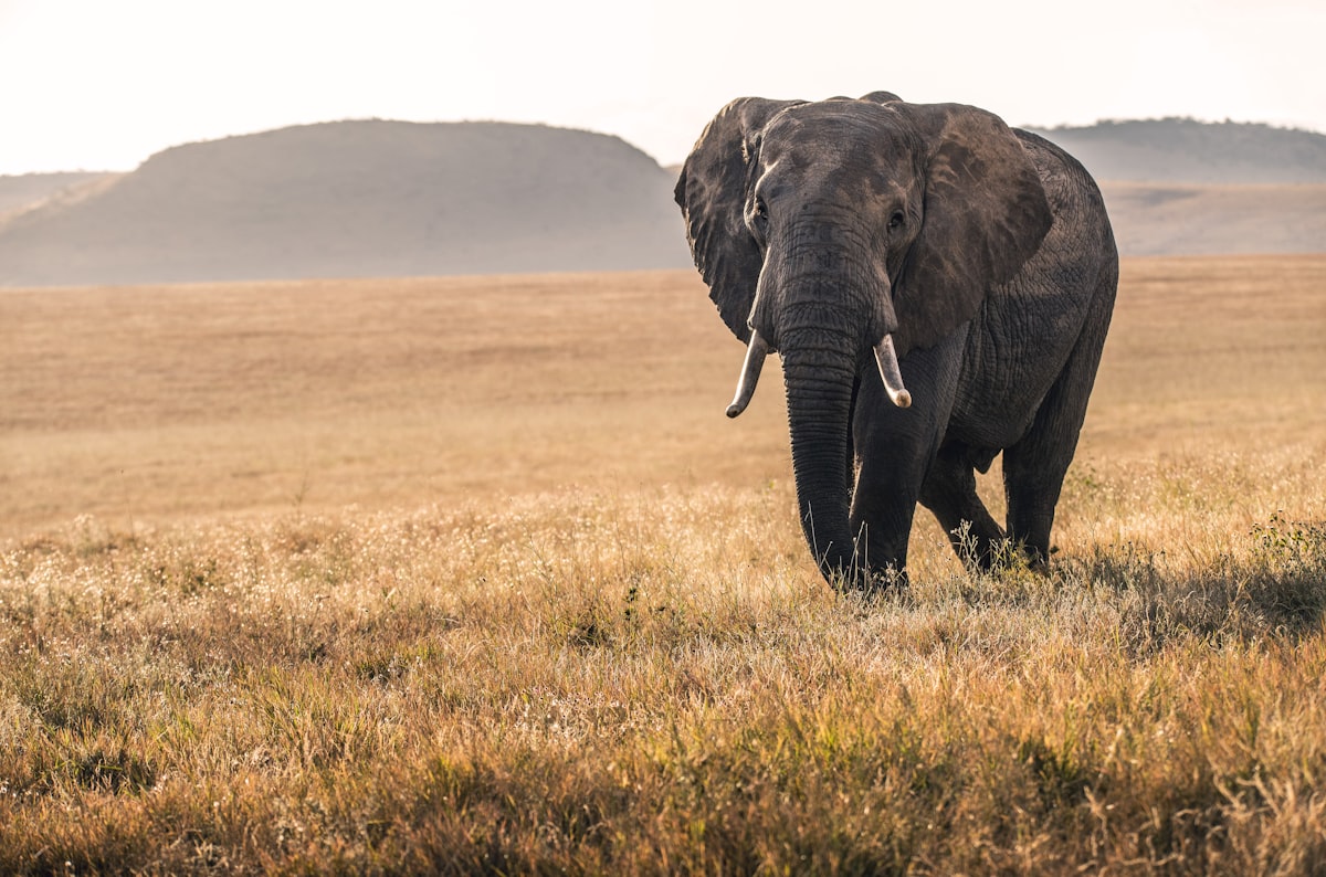 6-Day Family Safari & Cultural Experience